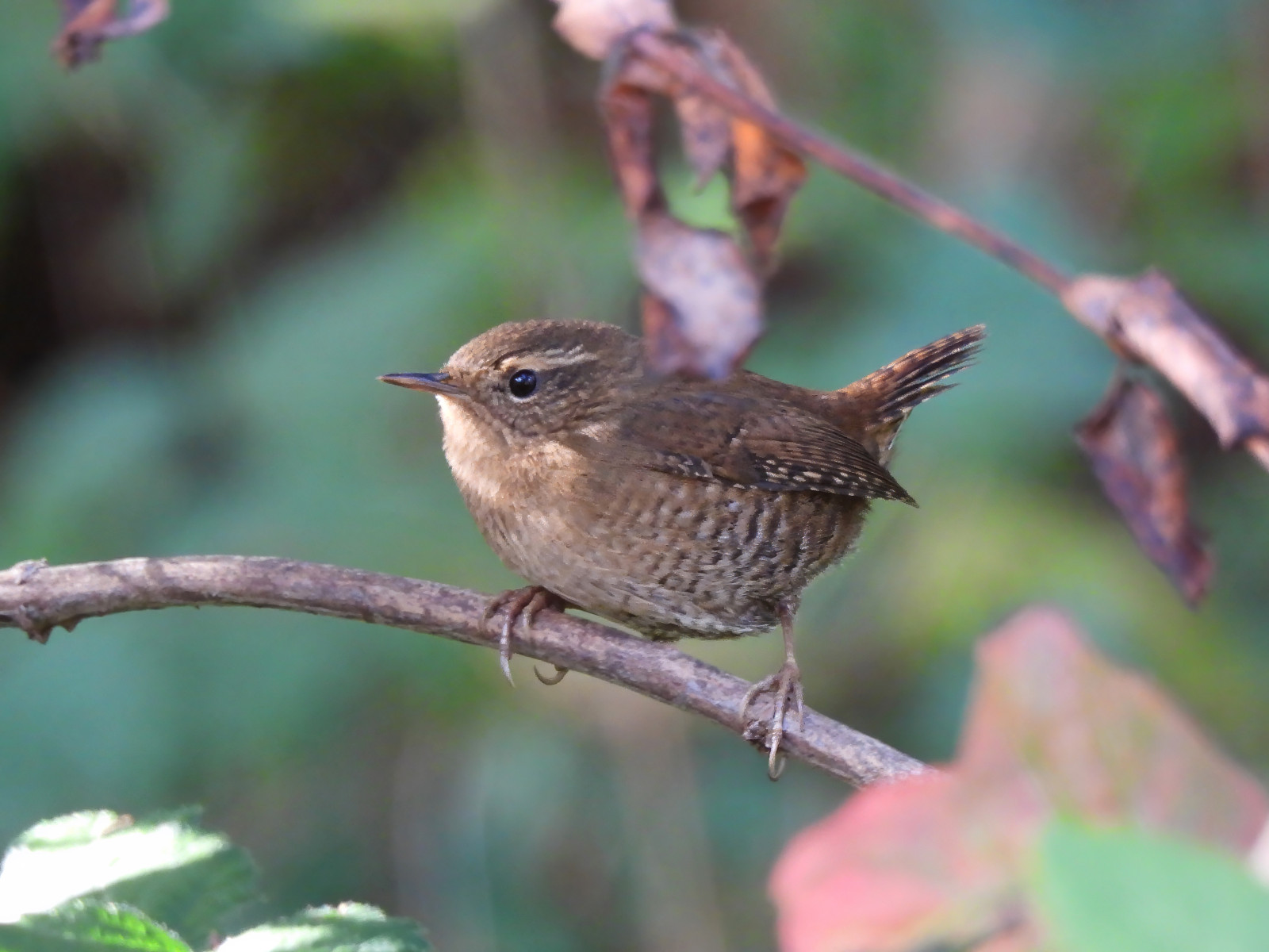 image Pacific Wren